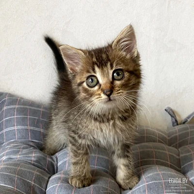 Тигровая малышка Стеша ищет дом