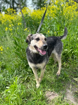 Чапа - в поиске дома ! Собака в дар!