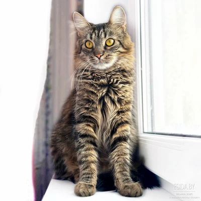 Пушистая лесная тигровая Шанель в дар