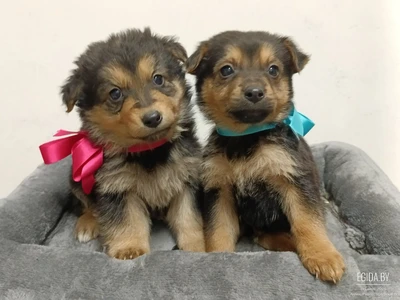 Чудо щеночки