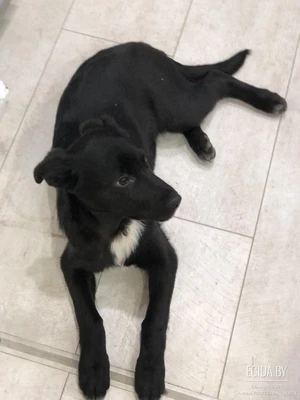 Щенок Жужа ищет дом!