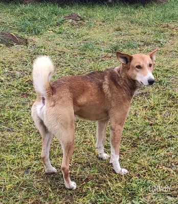 🐾 «КРУПНЫЙ ПЁС ПРИШЁЛ К НАМ. ИЩЕМ ТОГО, КТО СКАЖЕТ: “ЗАБИРАЮ ДОМОЙ”»🐾