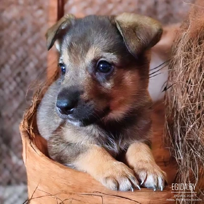 Фирс ждёт самых лучших МамПап