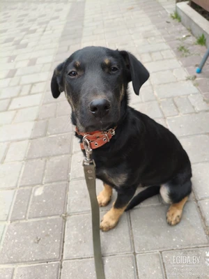 Щенки из леса в дар! Ищут дома