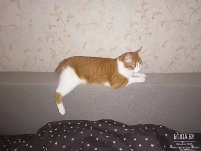 Пропал рыжий кот