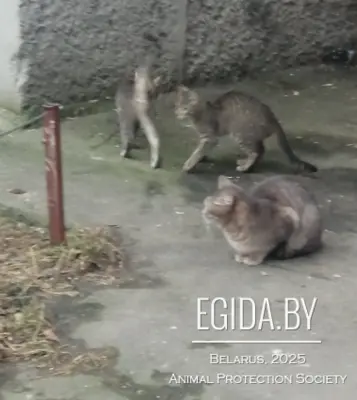 Сос! Нужна передержка /дом! Мегасос! Котенок в дар