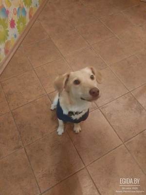 Собака в дар