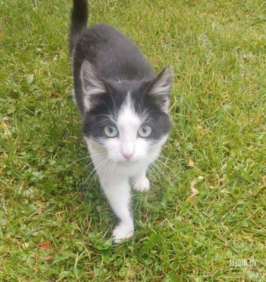 Срочно нужна передержка котенку! Два погибли! Sos!