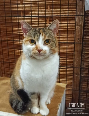 Трехцветка Одри,  очень ласковая "говорунья"