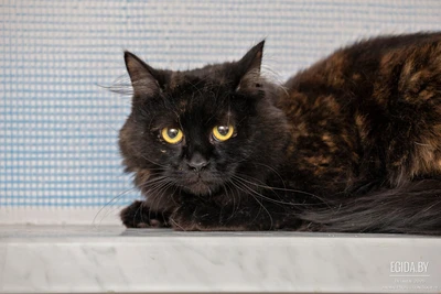 Шикарная, пушистая красавица Настя, нарядная шубка, ласковая девочка, в поисках семьи!