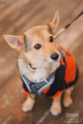 Деля, маленькая собака ищет дом!