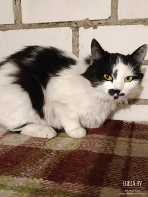 Кошка замерзает возле магазина. Ищет дом, в дар! Сос!