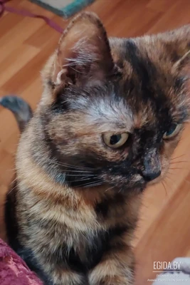 Кошка ищет дом