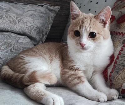 Персик в добрые руки