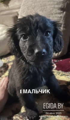 Спаниэлькины щенки и красивы,и легки