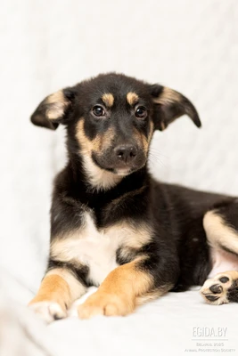 Щенок мальчик 3,5 мес, чудесный малыш Лаки, в поисках любящей Семьи