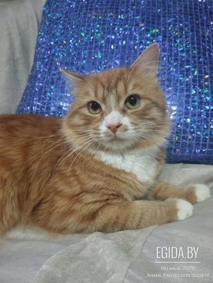 Самый ласковый, рыжий красавчик Лучик, идеальный котик для семьи!