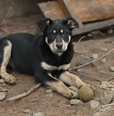 Щенок в дар!