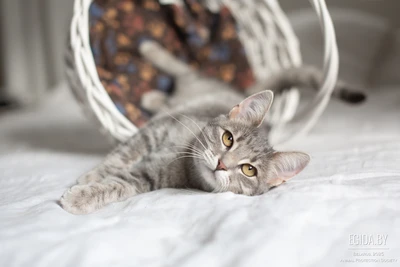 Виталия, 8 месяцев, кошка в дар