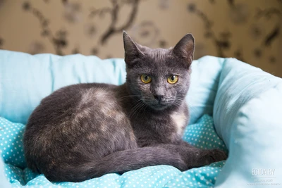 Кошечка Сима в хорошие ручки