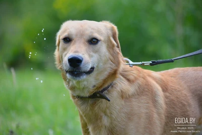 Рыжая собака Шаня в дар, ищет дом!