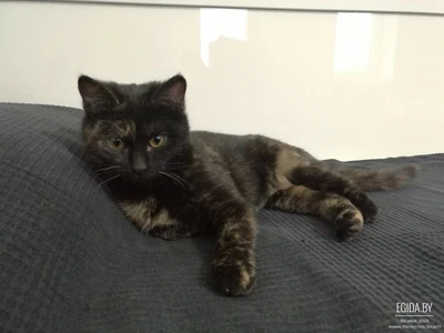 Игривая Печенька ждет свою семью, возраст 5 мес.