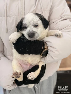 Щенки,щенок в дар!