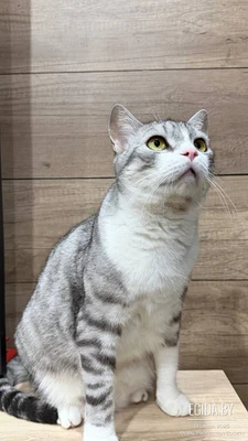 Молодой, симпатичный и строгий парень, Маркус