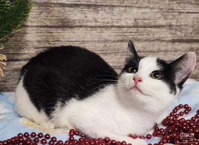 Малышка Шери ищет семью