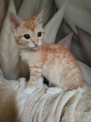 Котенок в дар