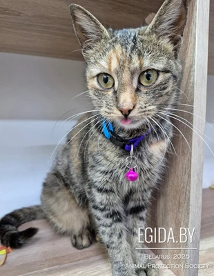 Кошечка в дар