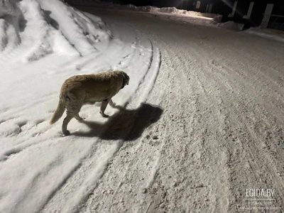 Большая белая собака пришла на склад