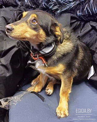 Собака ищет хозяина