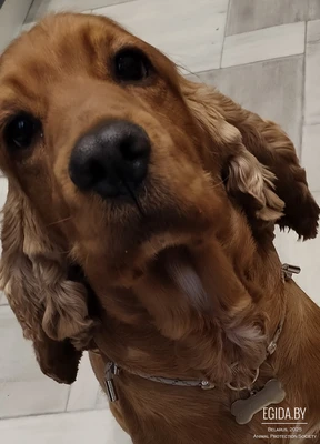 Отдам в хорошие руки