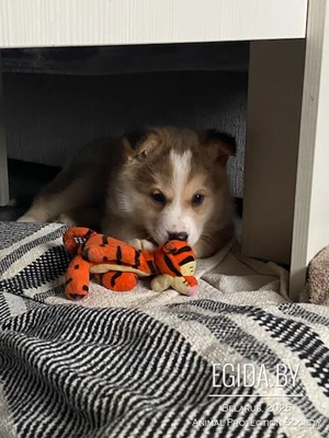 щенки помесь хаски и золотистого ретривера в дар