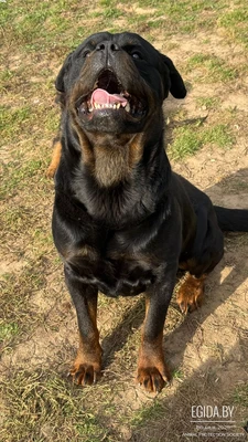 Ротвейлер мальчик