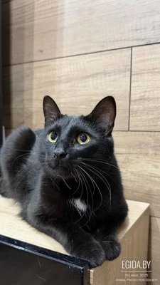 Мирон в поисках дома