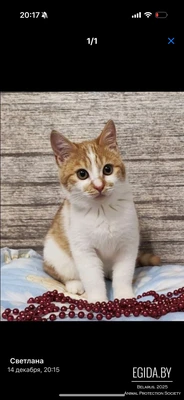 Дюша ищет семью