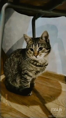 Котенок Томас