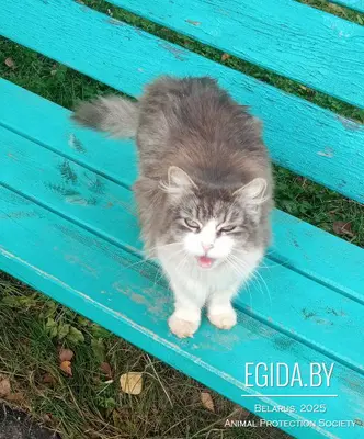 Прекрасная кошечка ищет дом