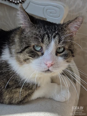 Котик Пухля ищет своего Человека