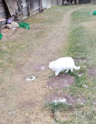 Срочно Белоснежная кошка ищет дом или передержку