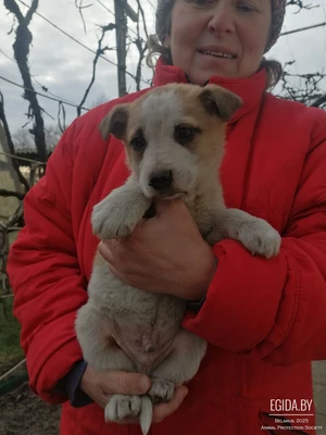 Отдам щенка в хорошие руки