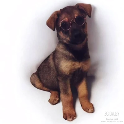 Щенок Фирс в добрые руки