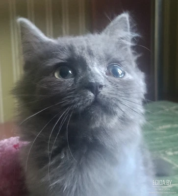 Котенок ищет дом