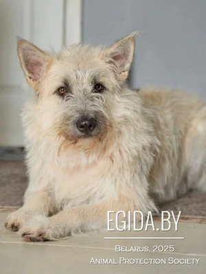 Бруно ищет дом!