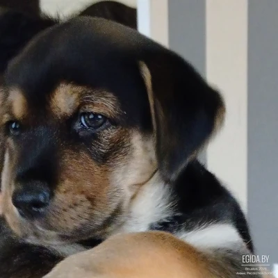 Девочка, 1.5 месяца