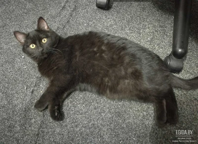 Ленивый котенок Кексик ищет друга, возраст– 5 мес.