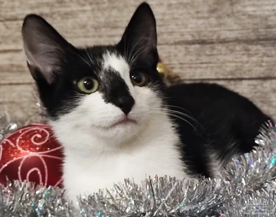 Котенок Марсик в дар