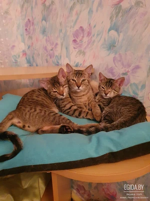 Котята ищут семьи